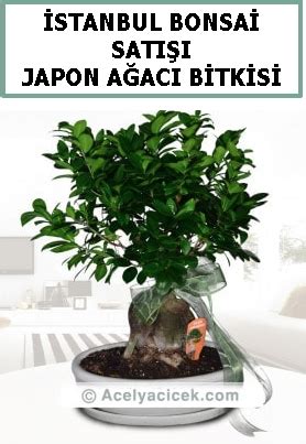 n11 istanbul bonsai